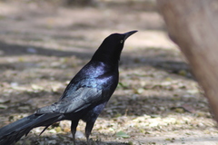 Quiscalus mexicanus