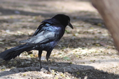 Quiscalus mexicanus