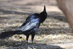 Quiscalus mexicanus