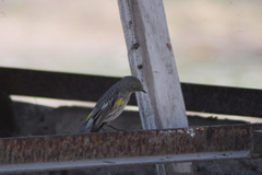 Setophaga coronata