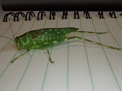 Caedicia araucariae