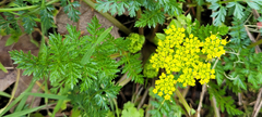 Lomatium hallii