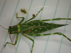 Caedicia araucariae