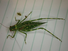 Caedicia araucariae