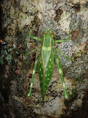 Caedicia araucariae
