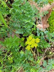 Lomatium hallii