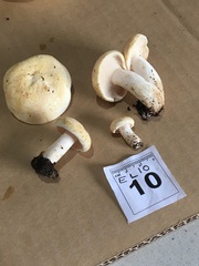 Lactifluus albopicrus