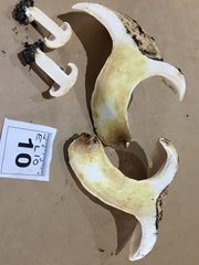 Lactifluus albopicrus