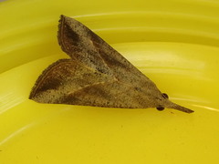 Hypena masurialis