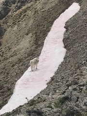 Chlamydomonas nivalis