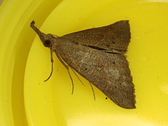 Hypena masurialis