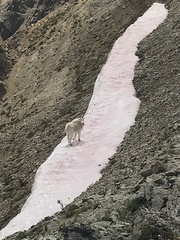 Chlamydomonas nivalis