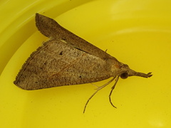 Hypena masurialis