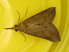 Hypena masurialis
