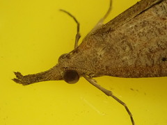Hypena masurialis