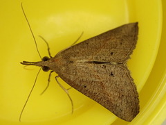 Hypena masurialis