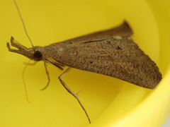 Hypena masurialis