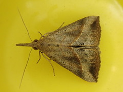 Hypena masurialis