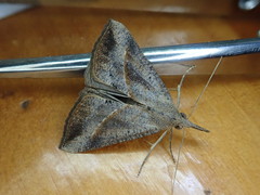 Hypena masurialis