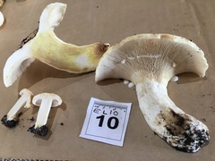 Lactifluus albopicrus