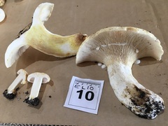 Lactifluus albopicrus