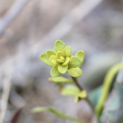 Puccinia monoica
