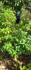 Image of Psychotria ligustrifolia
