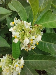 Solanum argentinum