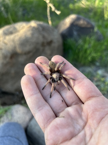 Aphonopelma chalcodes