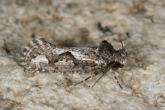 Acrolophus variabilis