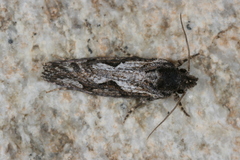 Acrolophus variabilis
