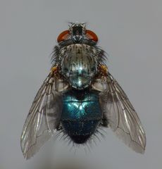 Xenocalliphora