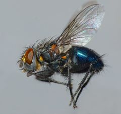 Xenocalliphora