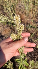 Pterocaulon alopecuroides