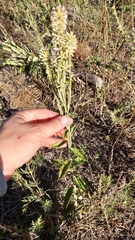 Pterocaulon alopecuroides