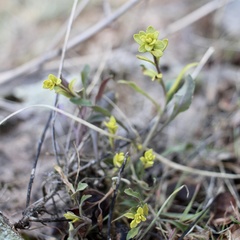 Puccinia monoica