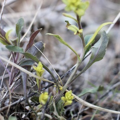 Puccinia monoica