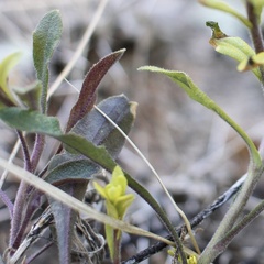 Puccinia monoica