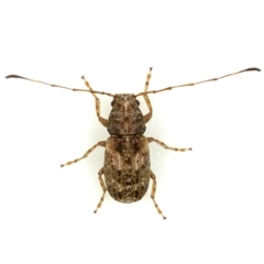Discotenes nigrotuberculata