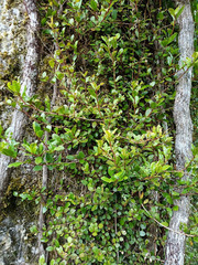 Metrosideros fulgens