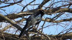 Quiscalus mexicanus