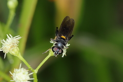 Palpada