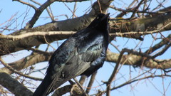 Quiscalus mexicanus