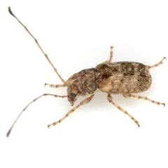 Discotenes nigrotuberculata