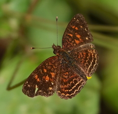 Anthanassa acesas