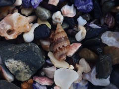 Pseudamycla dermestoidea