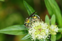 Augochloropsis
