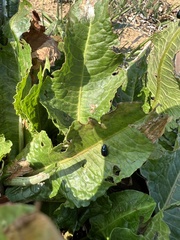 Gastrophysa atrocyanea