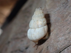 Tudora aurantia