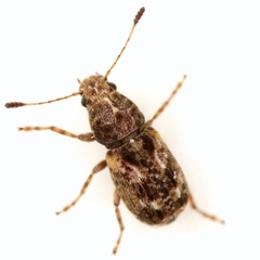 Discotenes nigrotuberculata